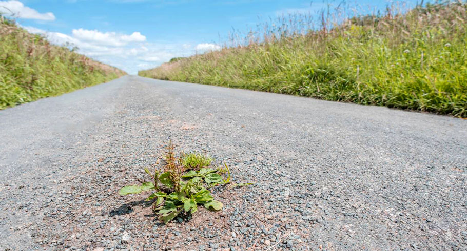 greater plantain plantago major and other weed growing in the baking tarmac of a cornish country road in sunshine survival of the fittest 2C8D304 1 • Ευ Ζην
